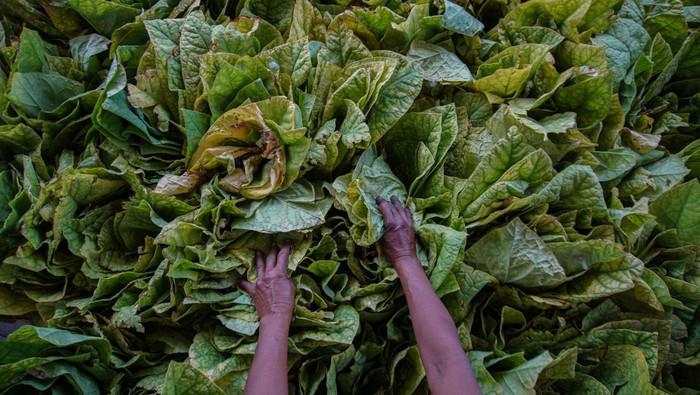 Rencana Kemasan Polos Rokok Bikin Petani Tembakau Resah