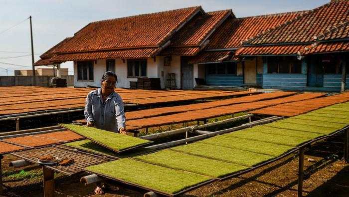 Aturan Tembakau Mau Diperketat, Pedagang Minta Hal Ini