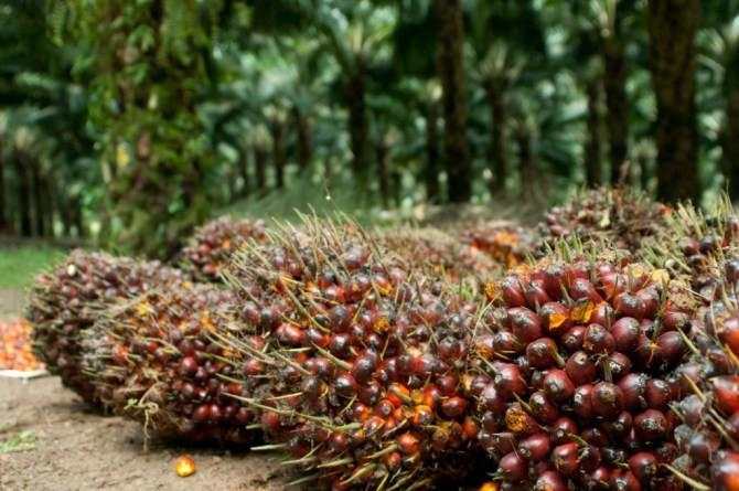 Harga CPO Naik ke Level Tertinggi, Cek Target Saham NSSS-TPAG