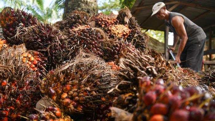 Siasat Pemerintah Dorong Hilirisasi Sawit di RI