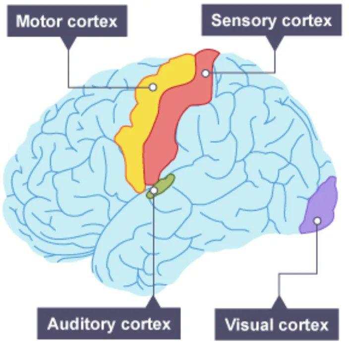 马斯克Neuralink：本十年最重要的公司，引领人机交互的未来，2030年增强人类要破100万