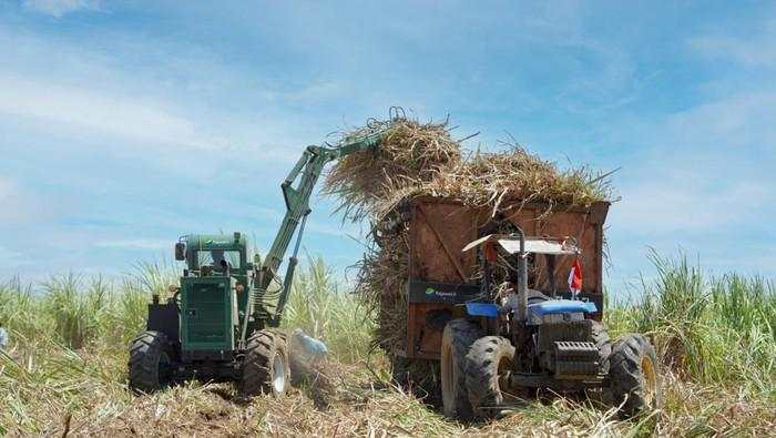 Holding BUMN Pangan Produksi Gula 306 Ribu Ton, Naik 17%