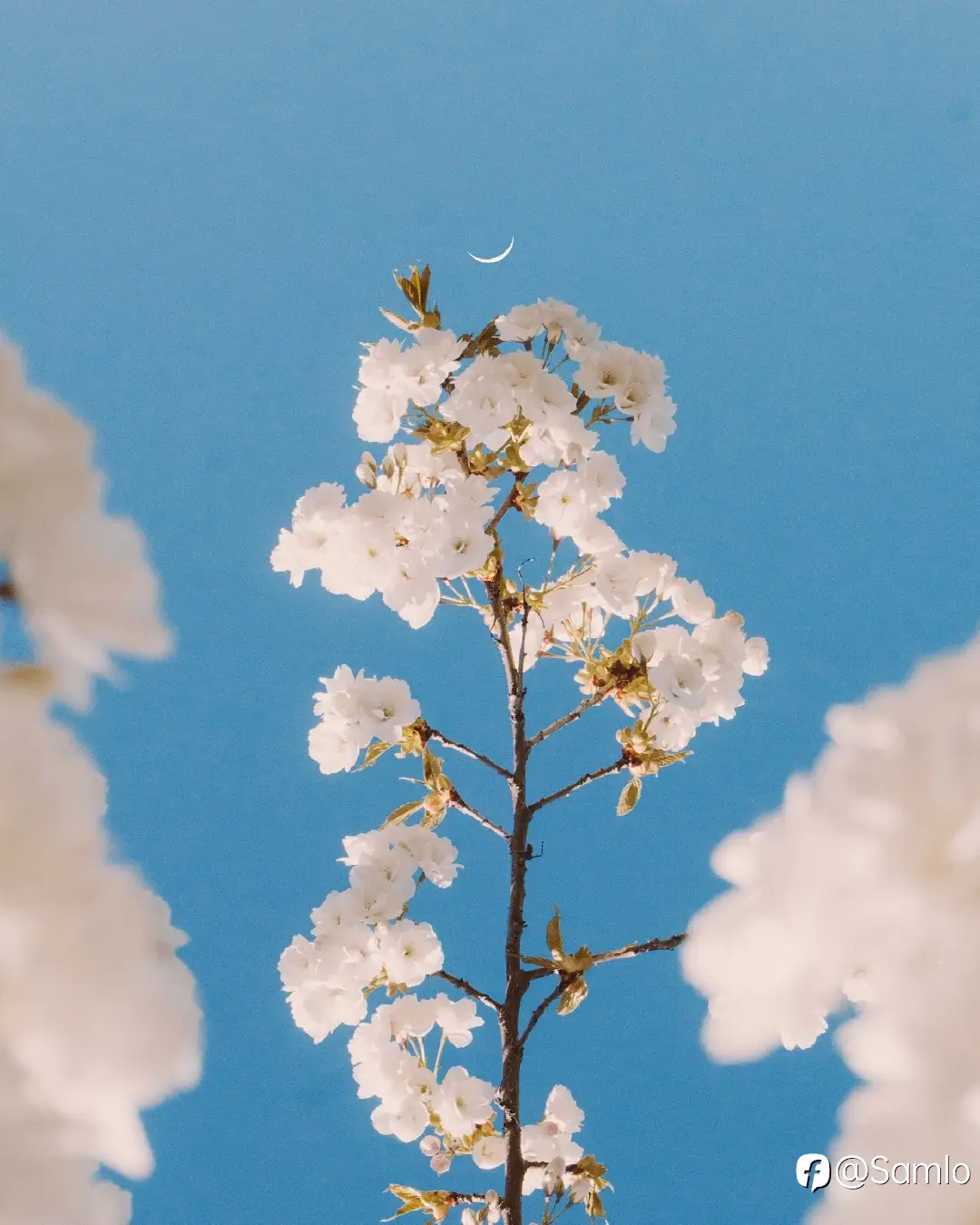 feed image