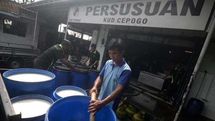 Strategi RI Genjot Produksi Susu Demi Program Makan Bergizi Gratis