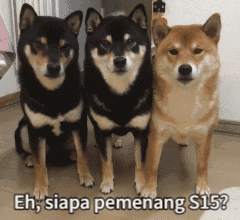 Hiburan dengan Memes Kompetisi Trading S15