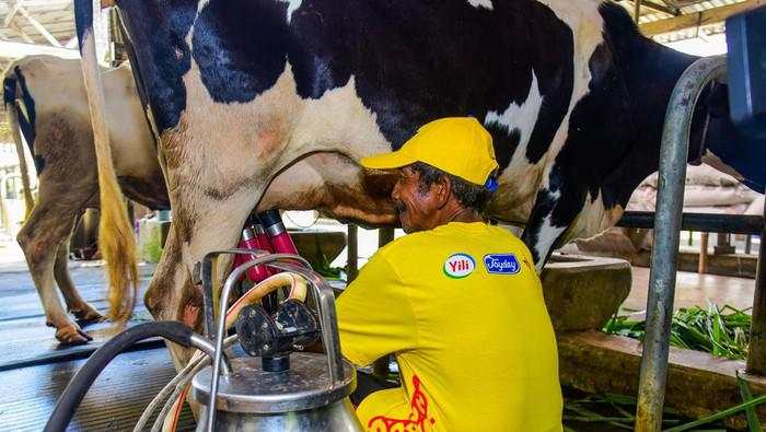 Produksi Susu Nasional Digenjot, Ini Bocoran Insentif buat Industri