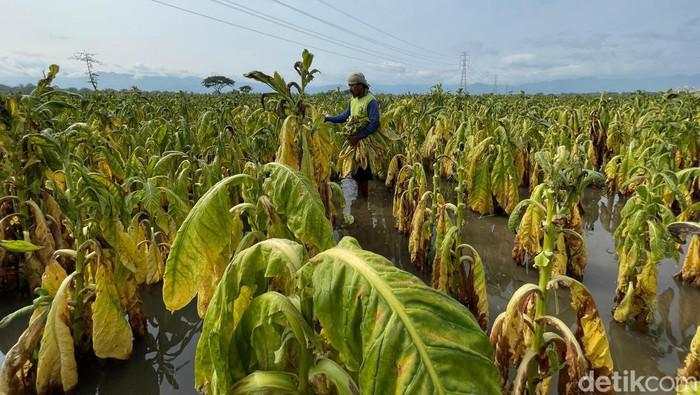 Diversifikasi Tembakau Ramai Dibahas, Petani Buka Suara