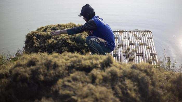 Industri Rumput Laut RI Bisa Berkembang Pesat, Bagaimana Caranya?