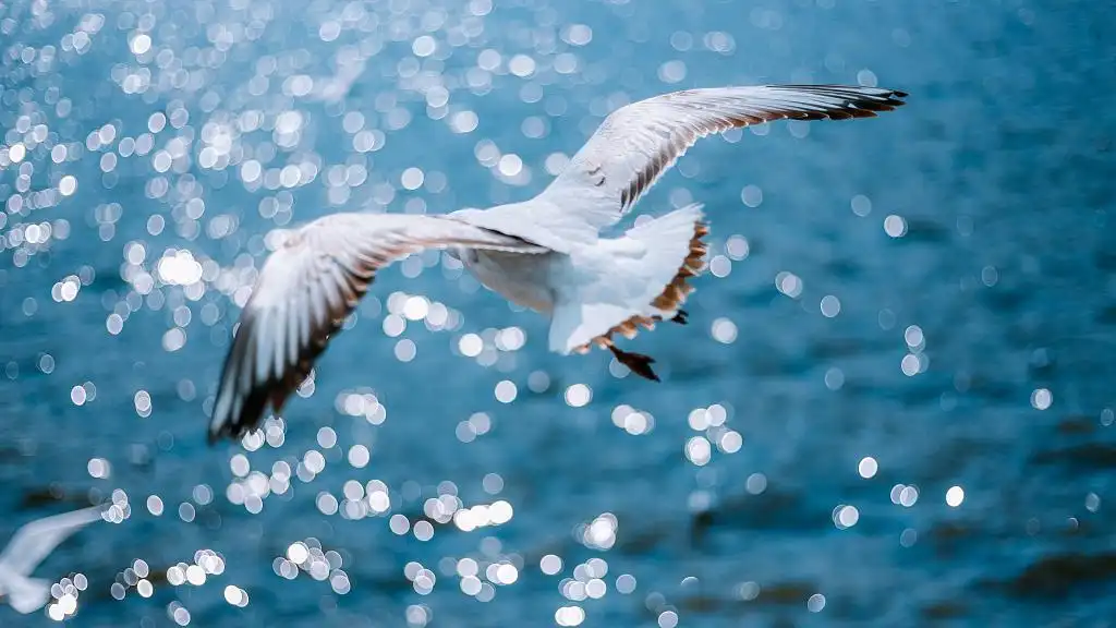 feed image