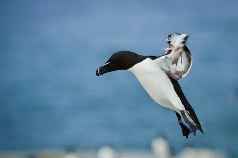 feed image