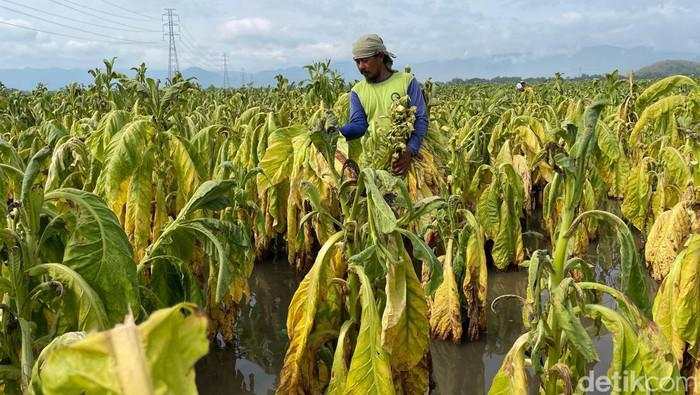 Petani Tembakau Khawatir Mata Pehariannya Hilang Akibat Aturan Ini