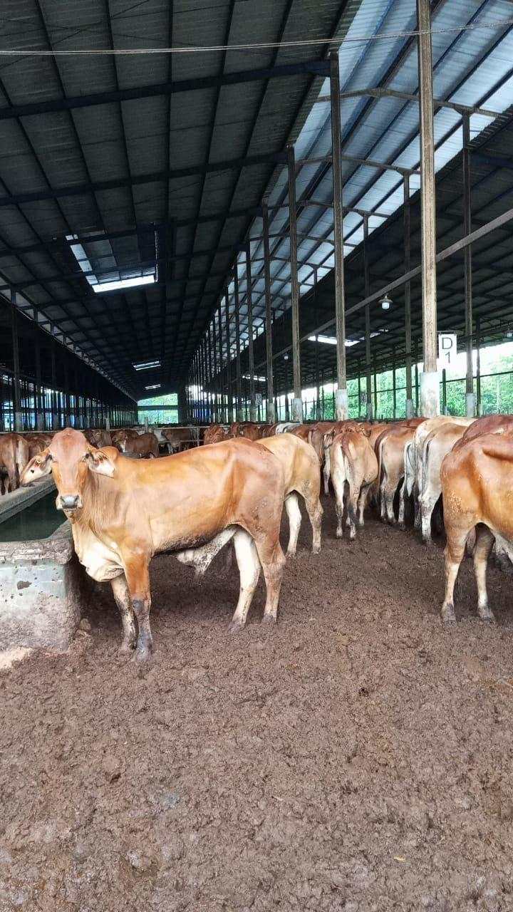 Estika Tata Tiara (BEEF) Siap Datangkan Sapi Impor dari Brasil