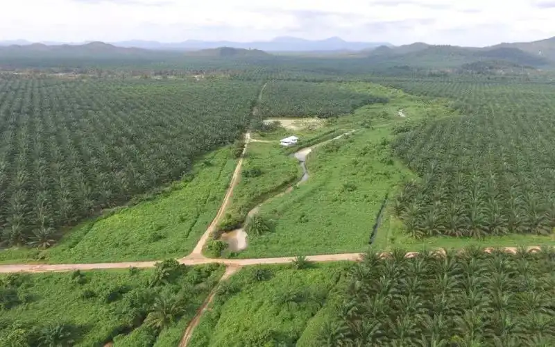 Ciliandra Fangiono Caplok ANJT, Saham Langsung Naik Tajam