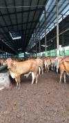 IHSG Berpotensi Menguat Hari Ini, Pantau Saham PGAS, JSMR hingga PTRO