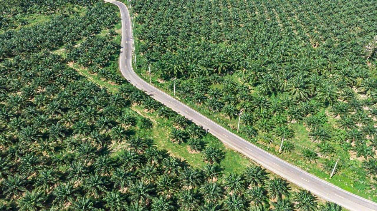 Harga Minyak Sawit (CPO) Melemah di Awal Pekan