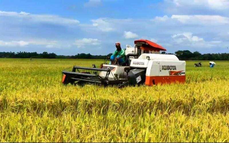 Harga Gabah Naik, Bulog Minta Petani Pertahankan Panen yang Berkualitas