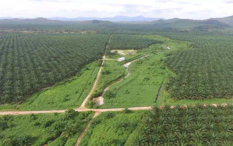Usai Diakuisisi First Resources, Direksi dan Komisaris ANJT Mengundurkan Diri
