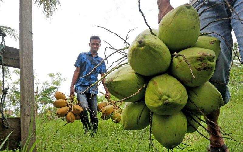 Diversifikasi, TAPG Tertarik Kembangkan Komoditas Kelapa