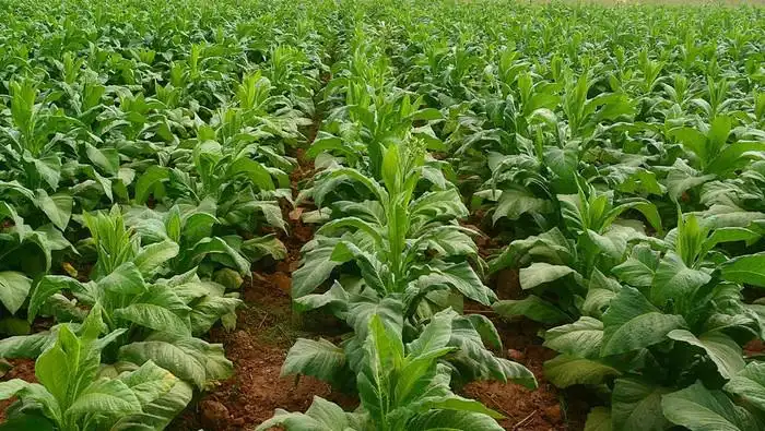 Industri Tembakau RI Hadapi Tantangan Ini