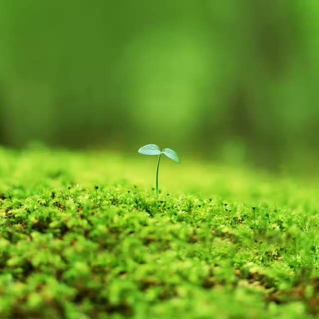 feed-image-3