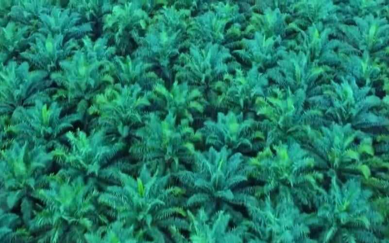 Laba TAPG Naik Tajam di Kuartal I-2025, Tembus Rp800 Miliar