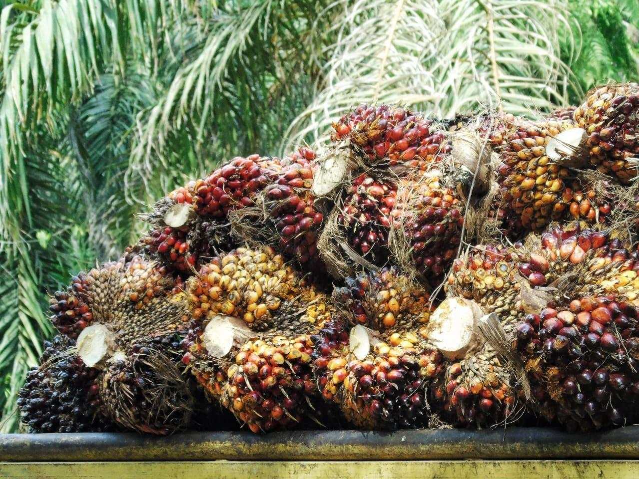 Harga CPO Rebound Usai Tiga Hari Melemah