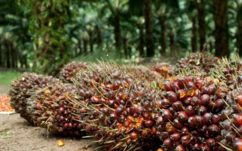 Triputra Agro (TAPG) Raup Dividen dari Dua Anak Usaha Rp137 Miliar