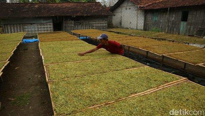 Aturan Baru Ini Disebut Berpotensi Lemahkan Industri Tembakau Dalam Negeri