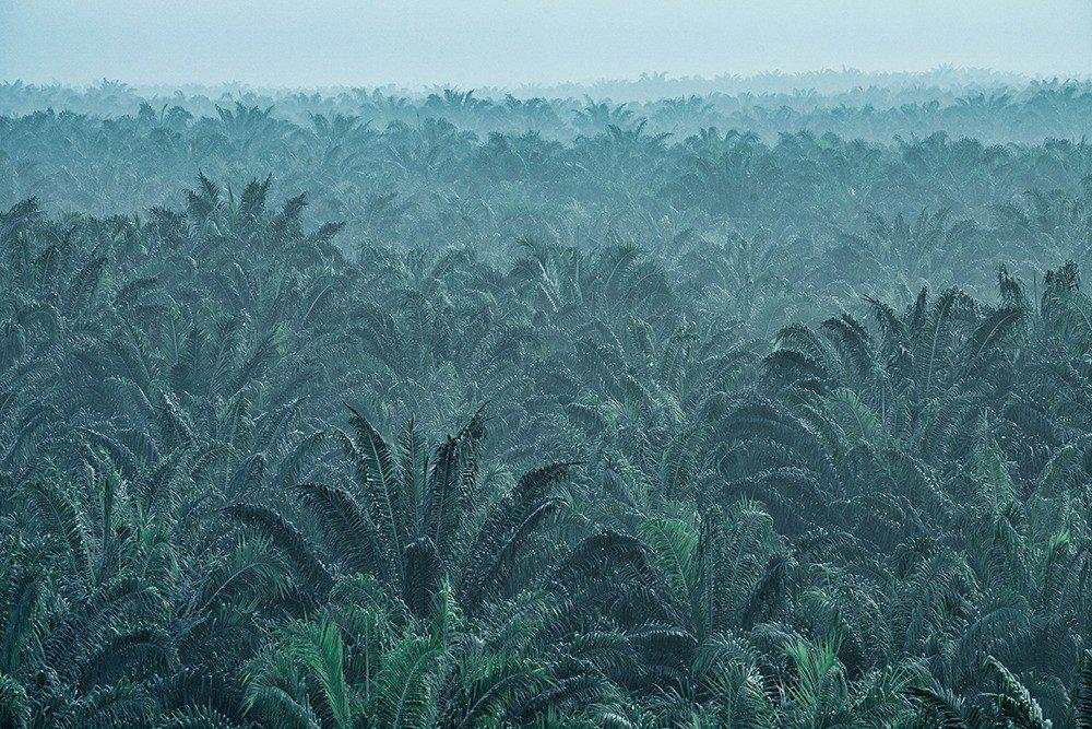 Ada Transaksi Jumbo Rp5,5 Triliun di Saham Austindo (ANJT)