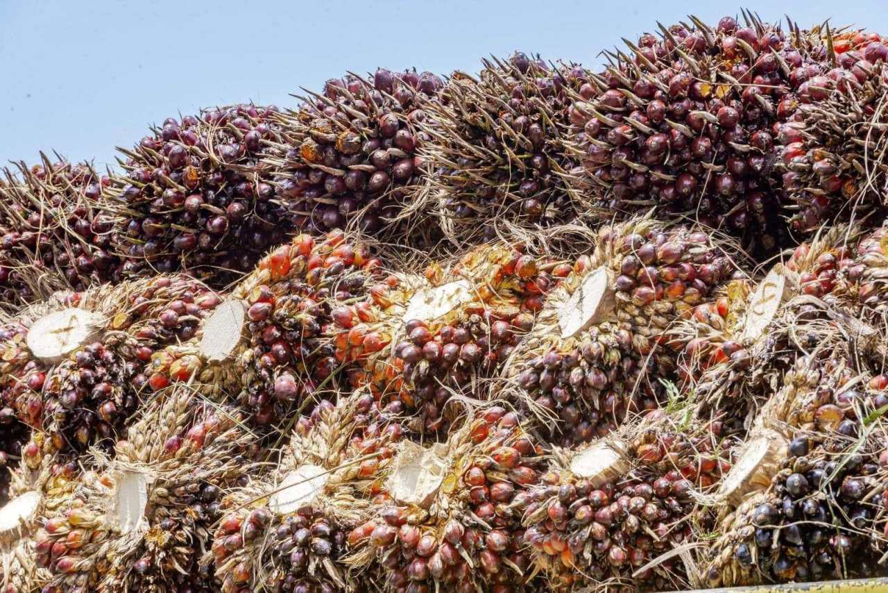 Harga CPO Jatuh, Dekati Level Terendah dalam 8 Bulan