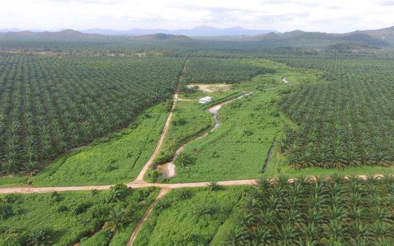 Dari Rugi, Emiten CPO Lo Kheng Hong (ANJT) Kini Cetak Laba Rp80,11 Miliar