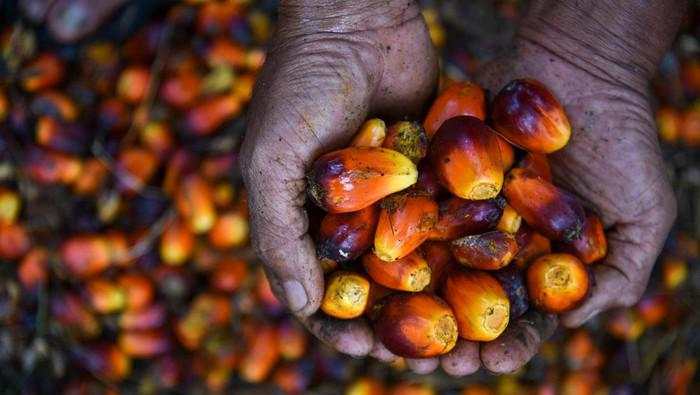 Harga Referensi CPO Turun Jadi US$ 856,38/MT, Ini Penyebabnya