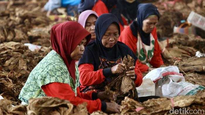 Kinerja Anjlok, Industri Tembakau Desak Cukai Tak Naik