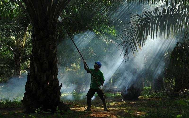 Sampoerna Agro (SGRO) Tebar Dividen Rp600 Miliar, Yield Tembus Dua Digit