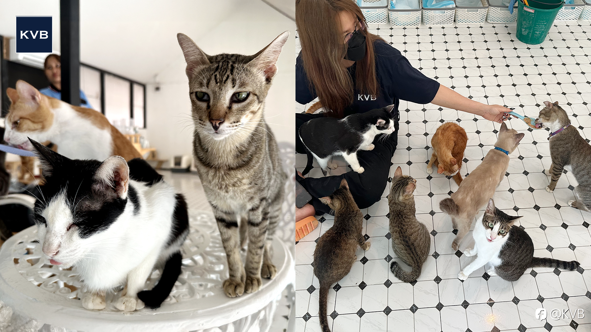 KVB Gives Back in Thailand：Big Hearts for Small Paws