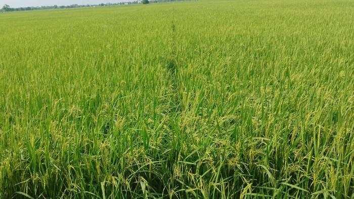 RI Peringkat ke-4 Produsen Beras Terbesar di Dunia!
