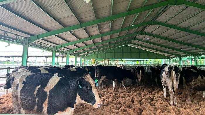 Produksi Susu Lokal Masih Seret, Impor Sapi Perah Jauh dari Target