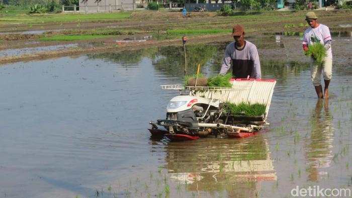 Genjot Produksi Petani, BUMN Pangan Dorong Penyaluran Bibit