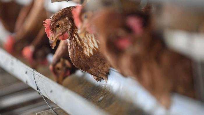 5 Biang Kerok Harga Ayam Anjlok