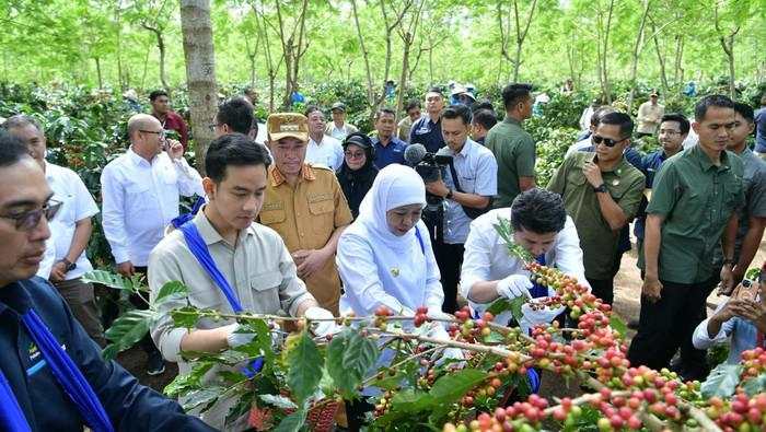 Sebut RI Produsen Kopi Terbesar ke-4 Dunia, Gibran Minta Jaga Kualitas