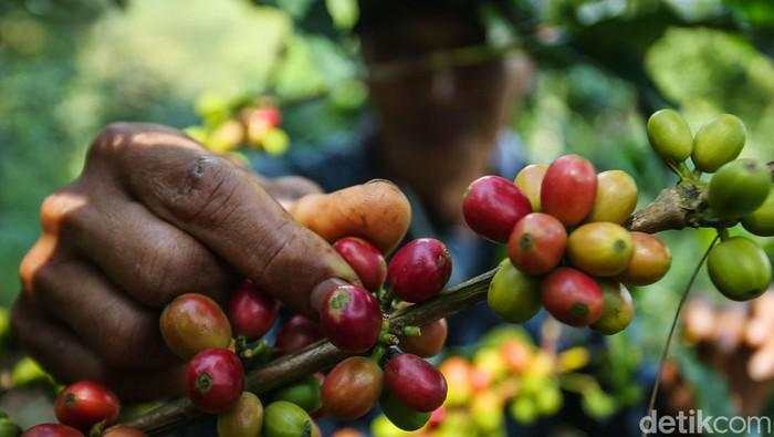 BUMN Libatkan Warga Desa Kelola Kebun Kopi