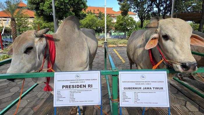 Prabowo Bagi-bagi 985 Sapi Kurban