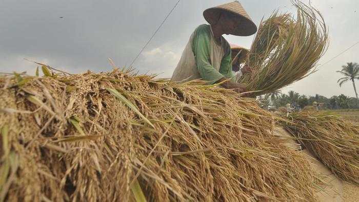 Pendapatan Petani Kecil Dinilai Tak Adil, Kementan Mau Lakukan Ini