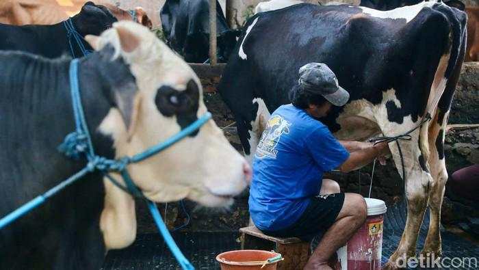 Peternak Masih Susah Dapat Modal buat Impor Sapi Perah