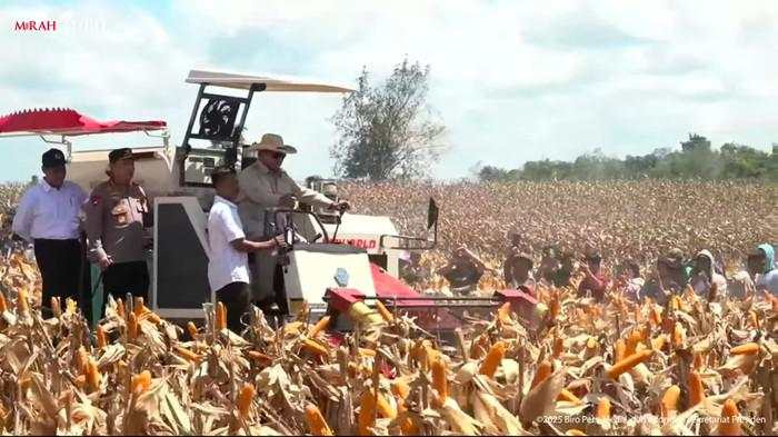 RI Setop Impor Jagung Tahun Depan!