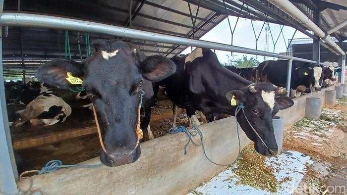 Peternak Tak Yakin Target Impor Sapi Perah 250 Ribu Ekor Tercapai