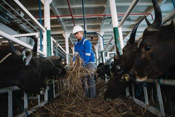 Jelang Idul Adha, Pelni Pastikan Angkutan Sapi dari NTT ke Jakarta Lancar