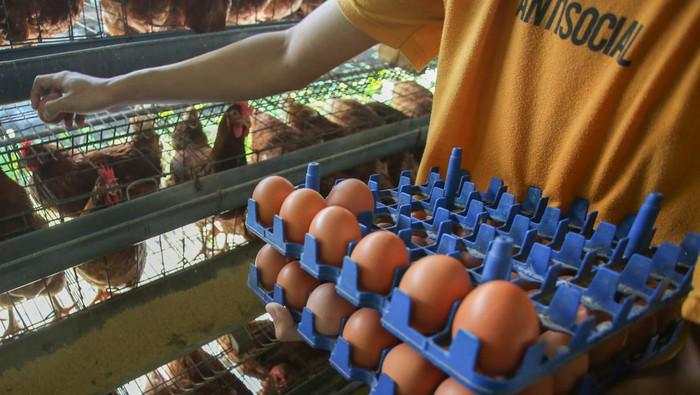 Pasokan Telur & Cabai ke Jakarta-Jabar Terancam Seret!