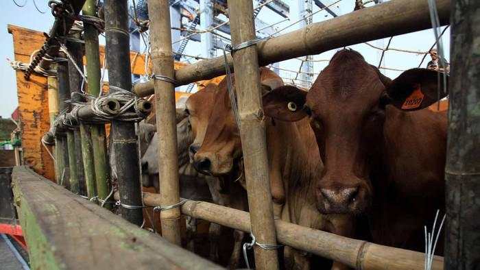 Impor Sapi Hidup Tak Lagi Dibatasi