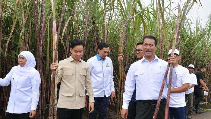 Gibran Tinjau Panen Tebu Banyuwangi, Dorong Swasembada Gula